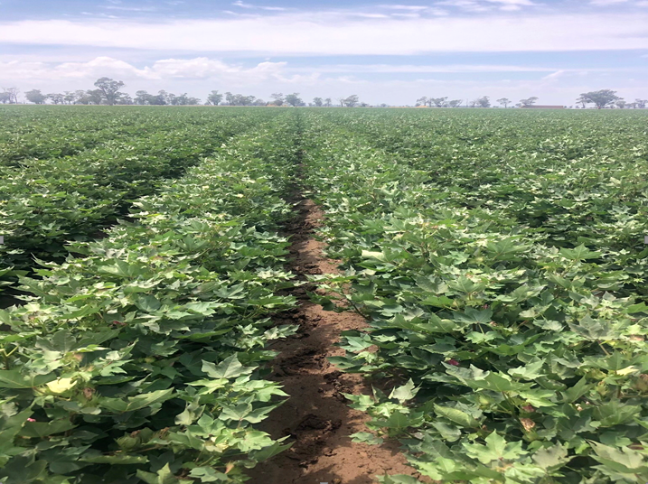 Treated Field